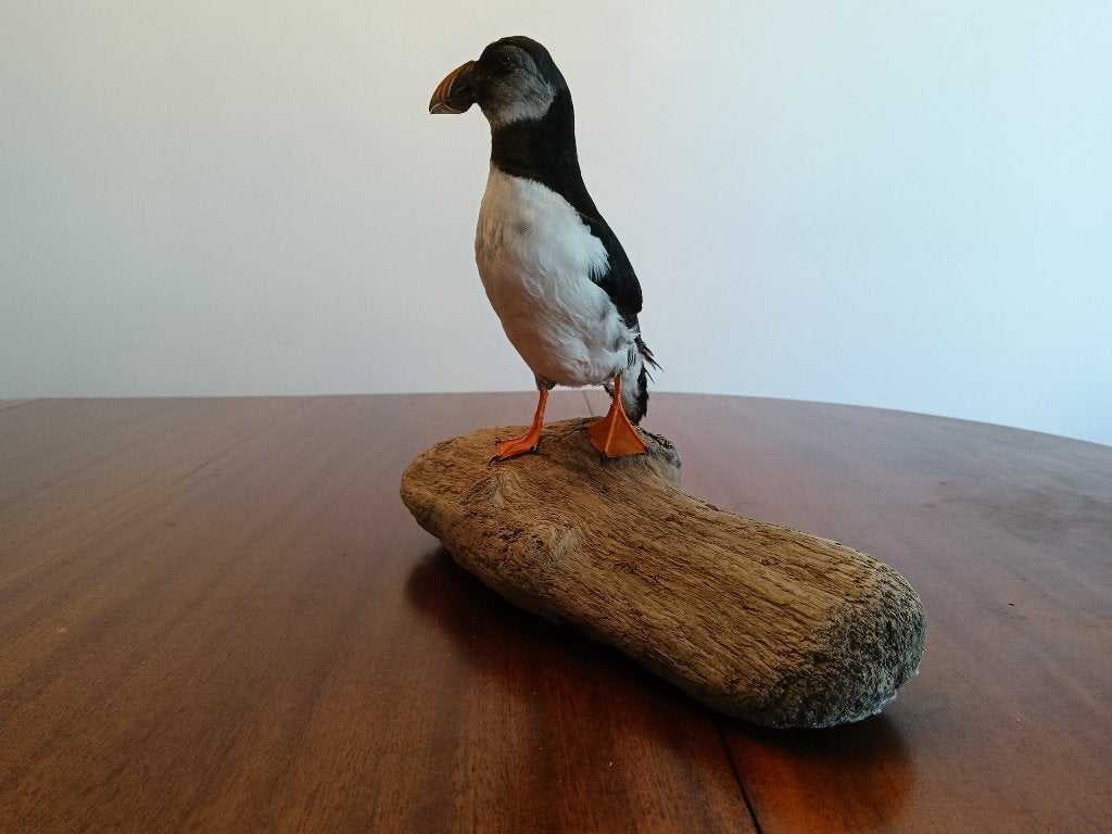 Opgezette vogel, Ophalen of Verzenden, Zo goed als nieuw, Vogel, Opgezet dier