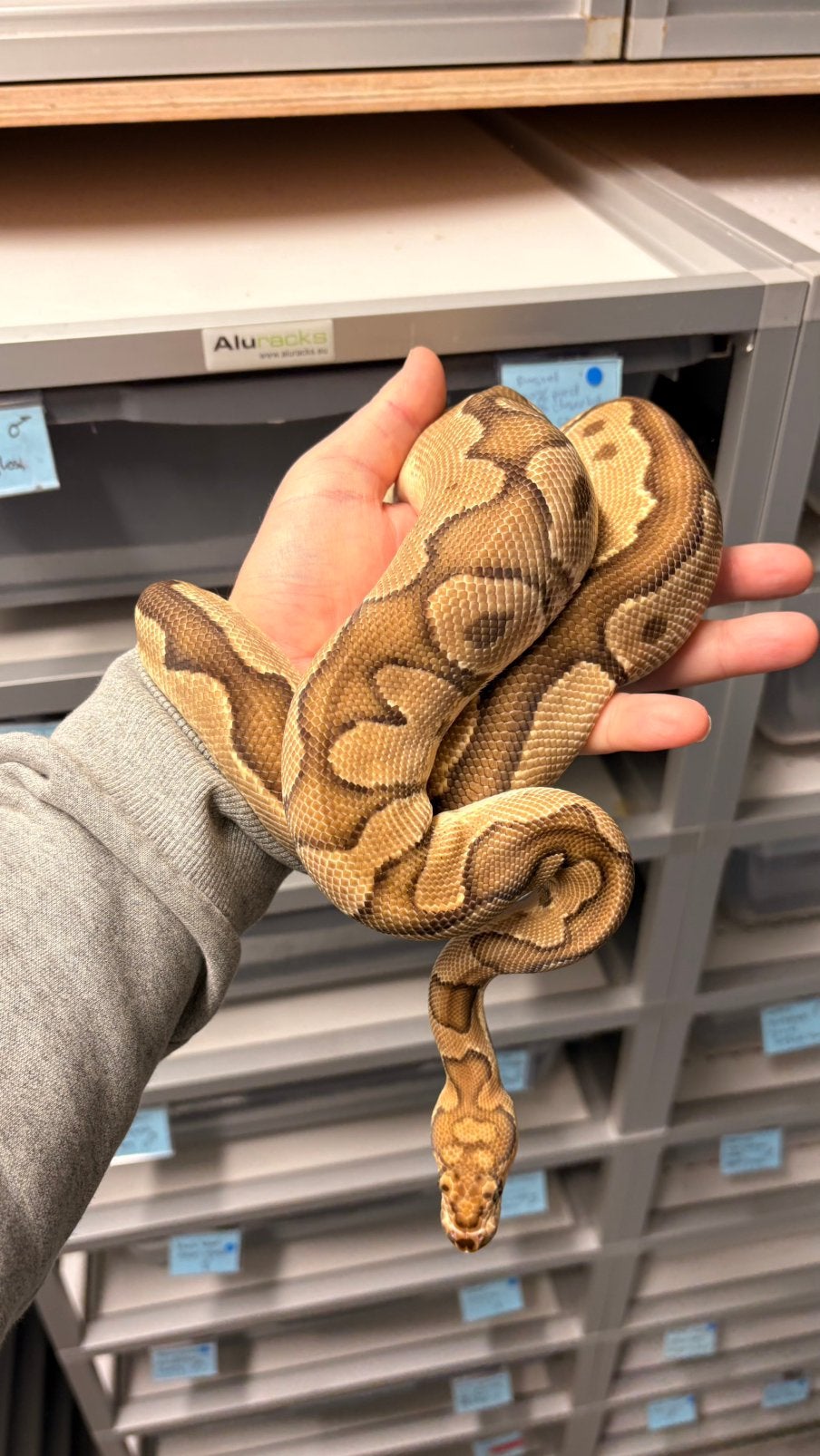 Ball python fire clown Ball Python photo 2