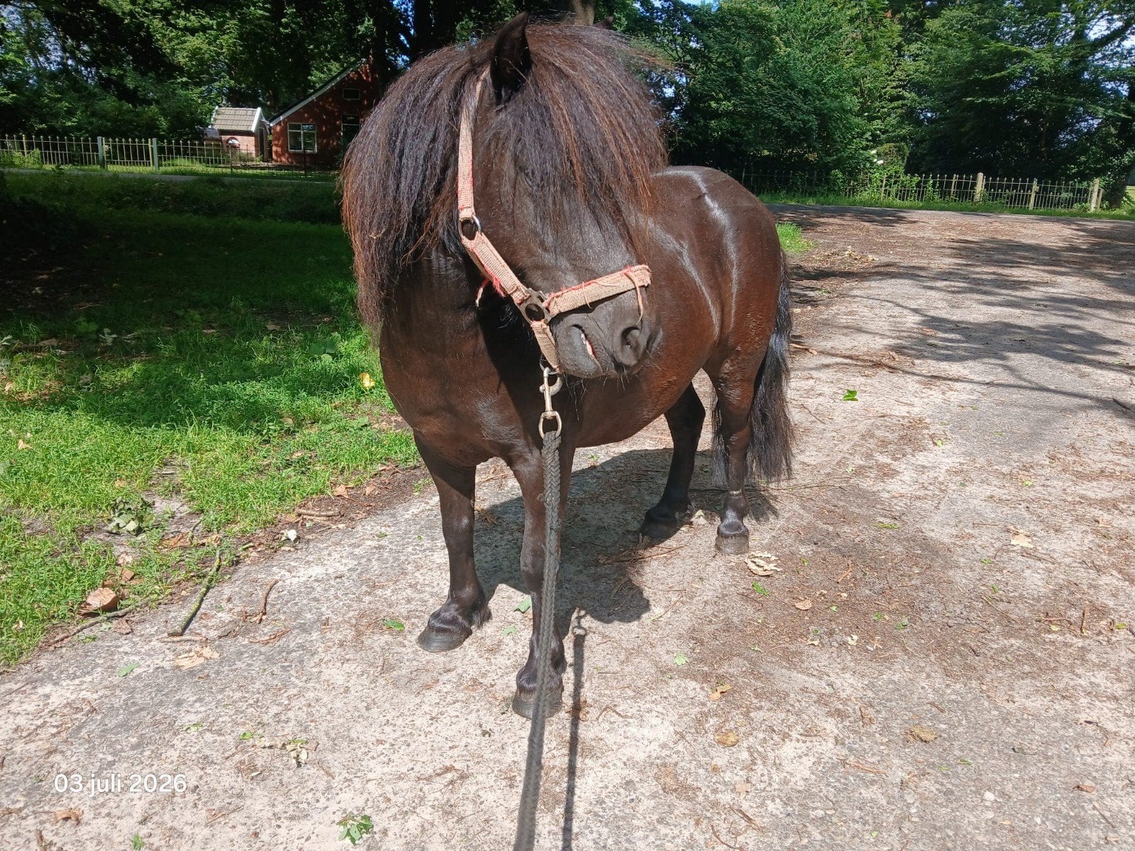 7 jarige kinder shetlander merrie, Dieren en Toebehoren, Merrie, A pony (tot 1.17m), 7 tot 10 jaar