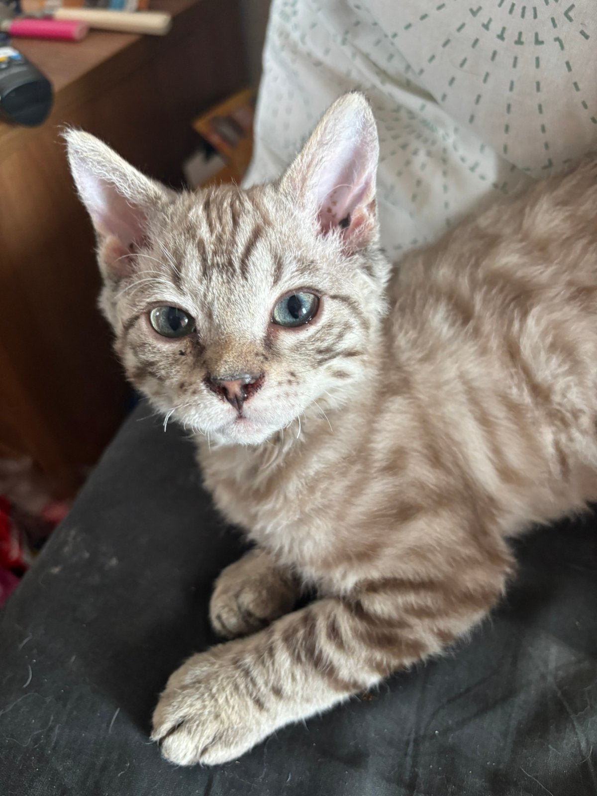 Lieve katertje, Dieren en Toebehoren, Katten en Kittens | Raskatten | Korthaar, Kater, Gechipt, 0 tot 2 jaar