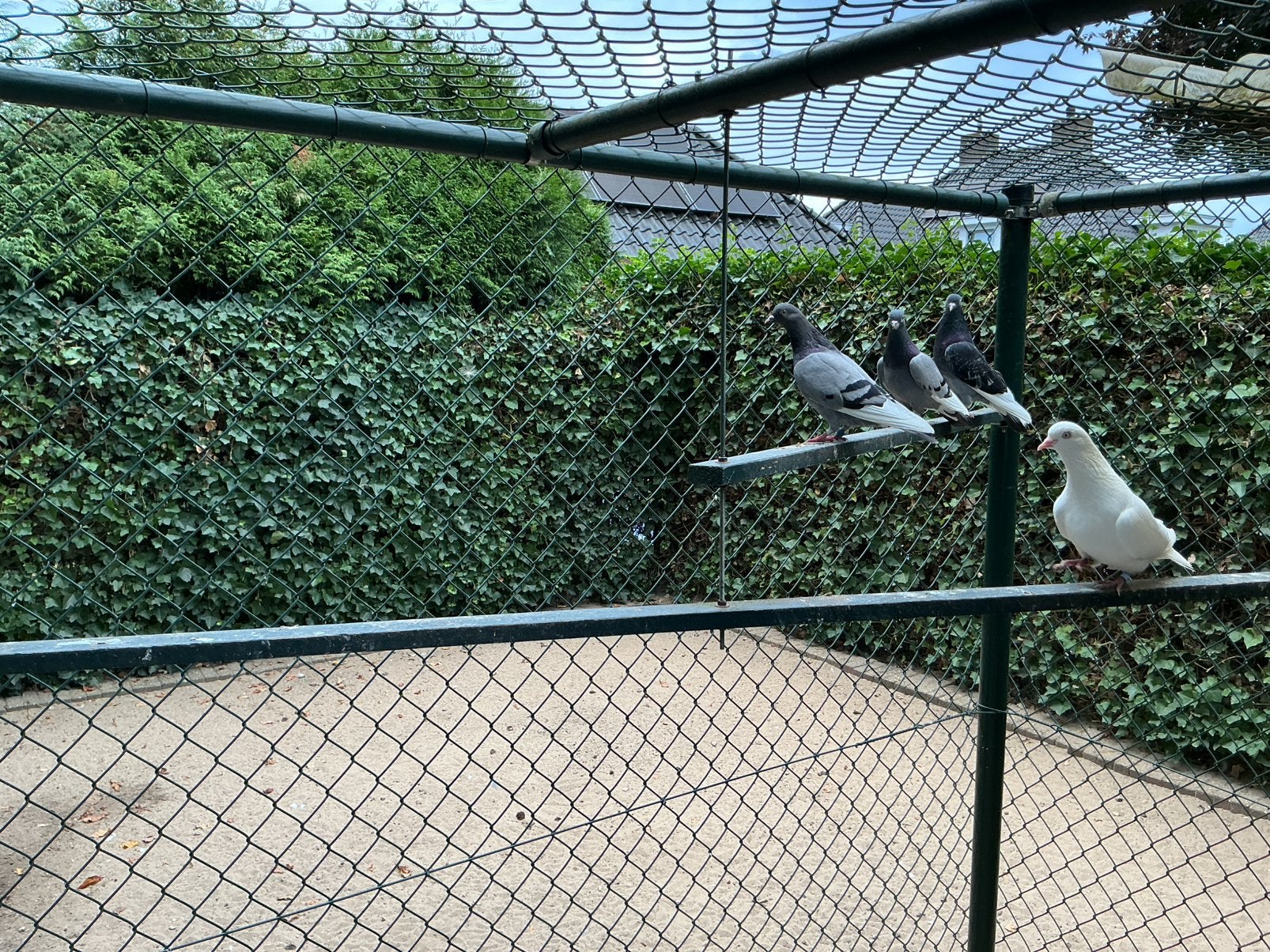 Birmingham rollers, Dieren en Toebehoren, Vogels | Duiven, Meerdere dieren, Tuimelaar of Roller