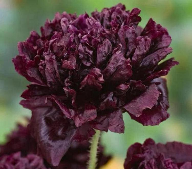 Papaver ‘Black peony’ zaden - nog 1 zakje, Verzenden, Volle zon