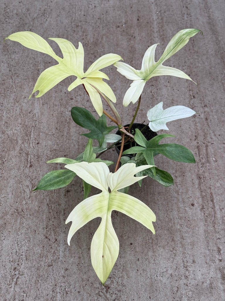 Philodendron Florida Ghost, Huis en Inrichting, Kamerplanten, Ophalen of Verzenden, Halfschaduw, Minder dan 100 cm