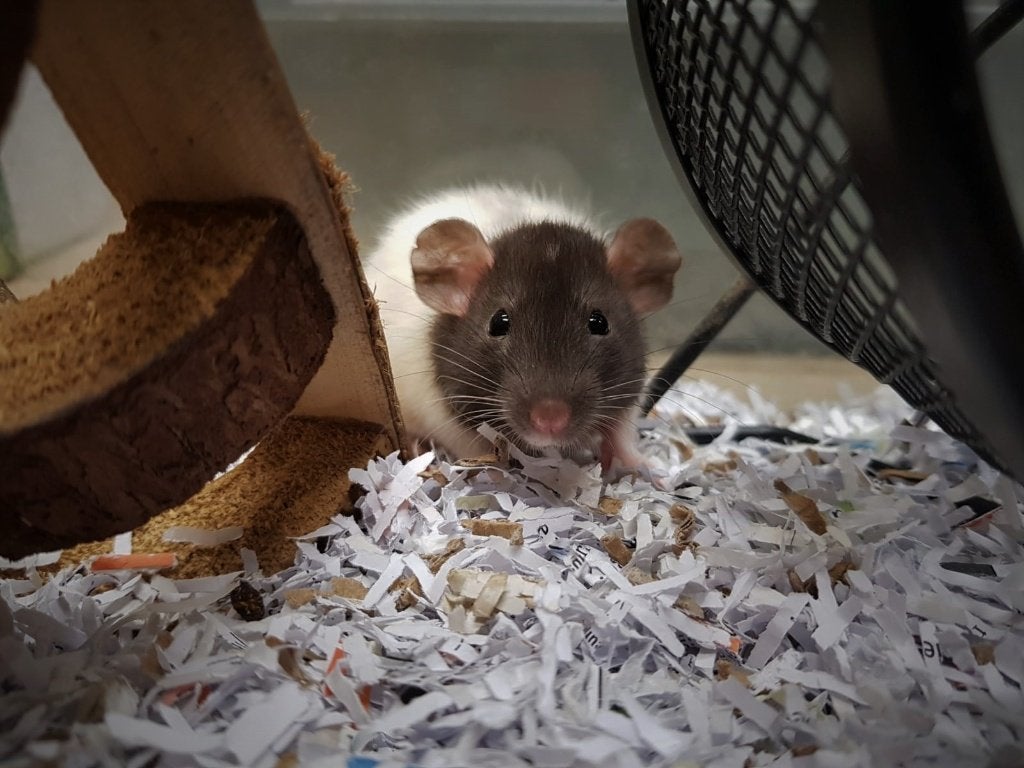 Husky ratjes | Tamme jonge ratjes | Jonge diertjes, Rat, April, Meerdere dieren, Tam