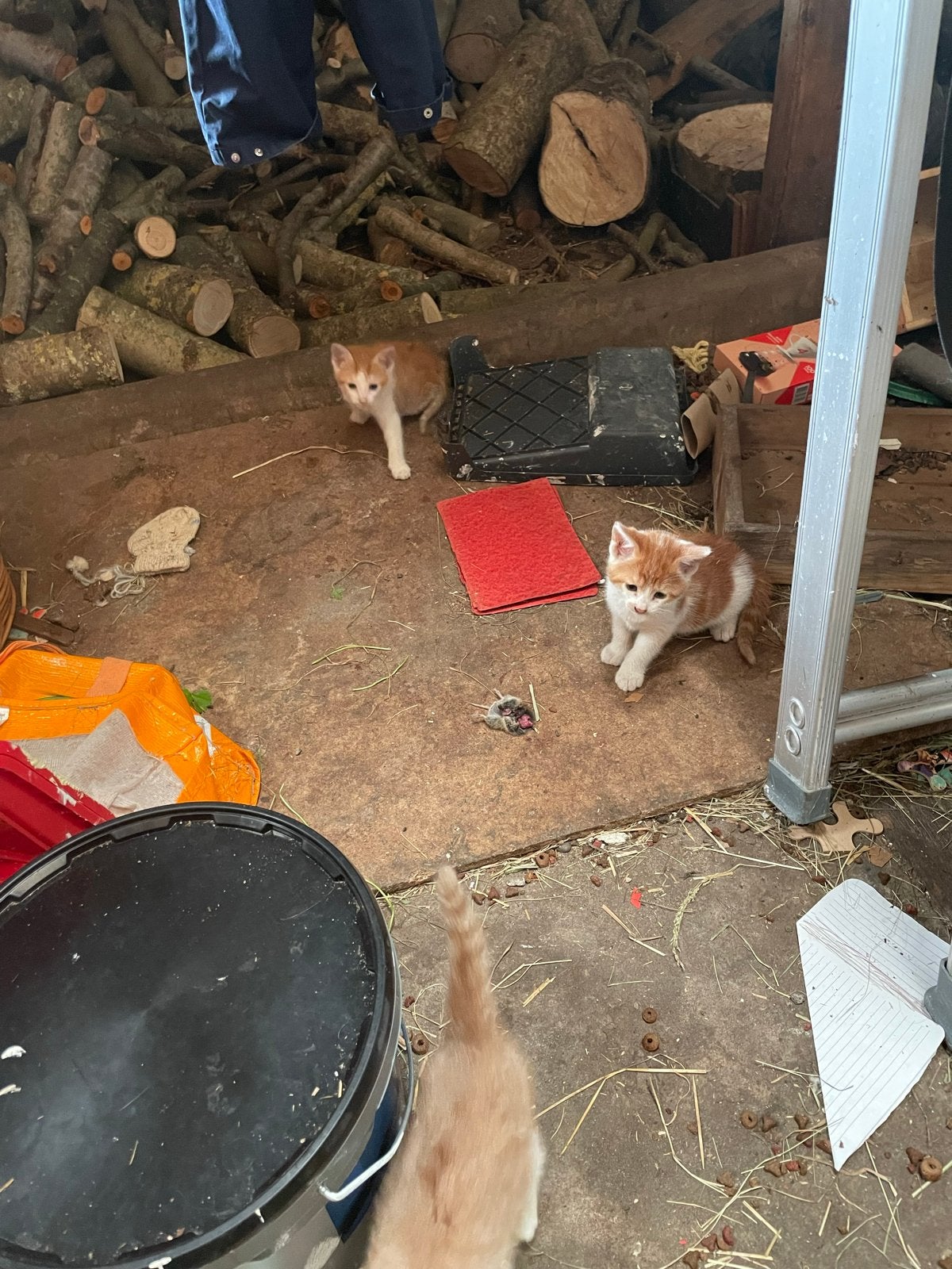 Rode kittens geboren op 8 mei, Dieren en Toebehoren, Katten en Kittens | Overige Katten, Meerdere dieren