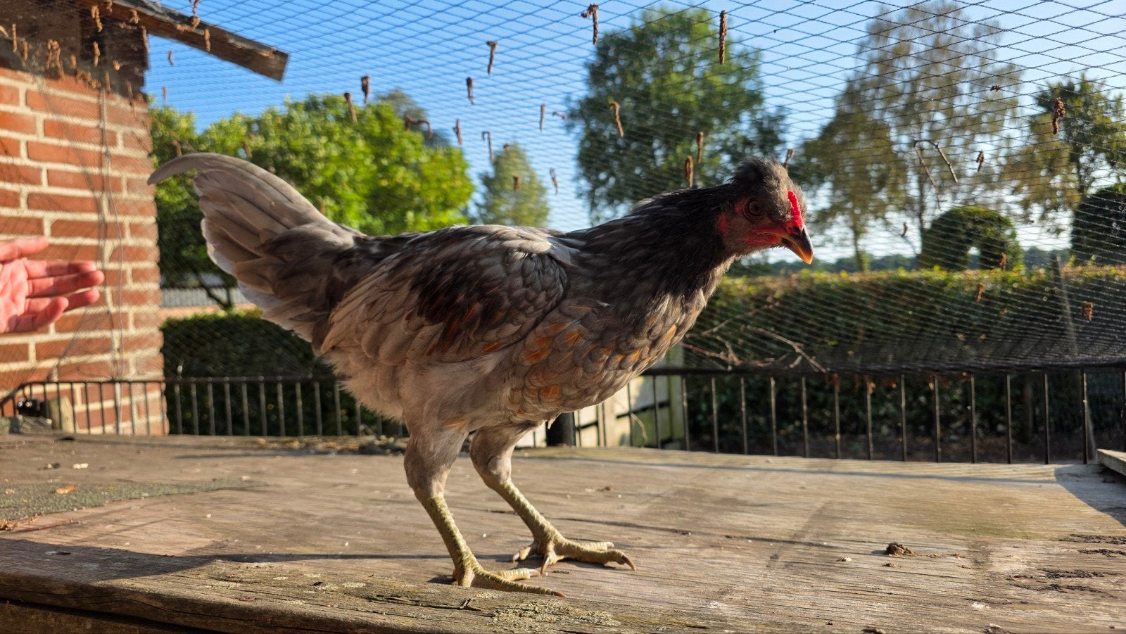 Zilver araucana haantje, Dieren en Toebehoren, Pluimvee, Mannelijk, Kip