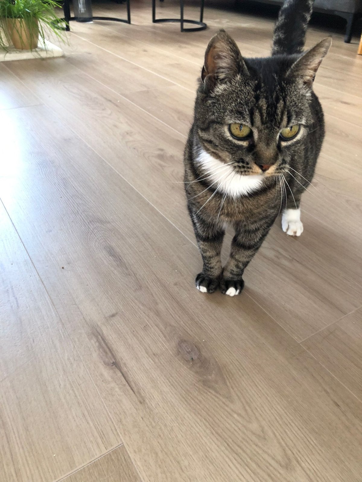 Poes zoekt met spoed nieuw huis, Poes