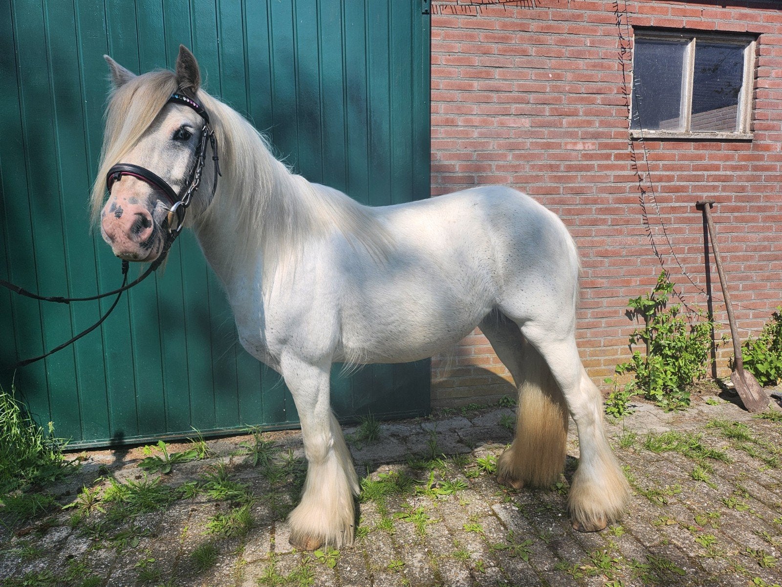 mini tinker, Dieren en Toebehoren, B, B pony (1.17m tot 1.27m), 11 jaar of ouder, Merrie