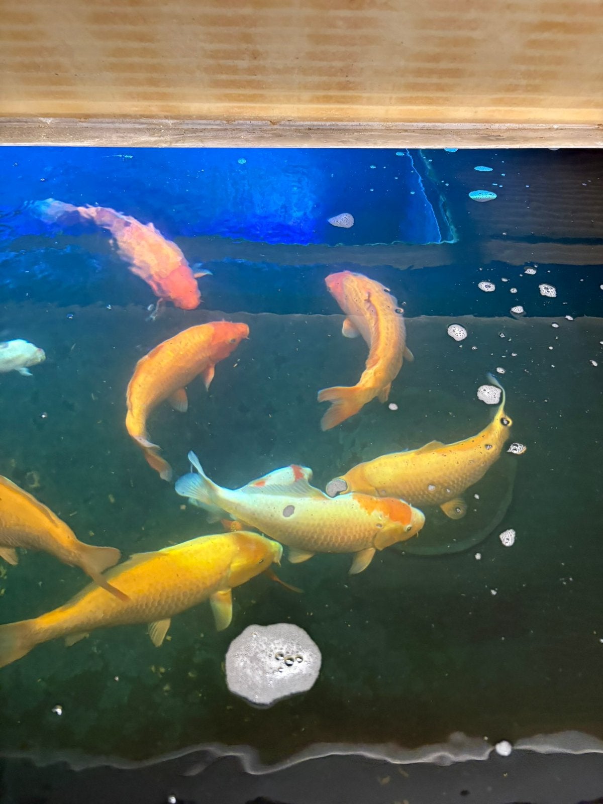 Koi eigen kweek 2025, Karper of Koi