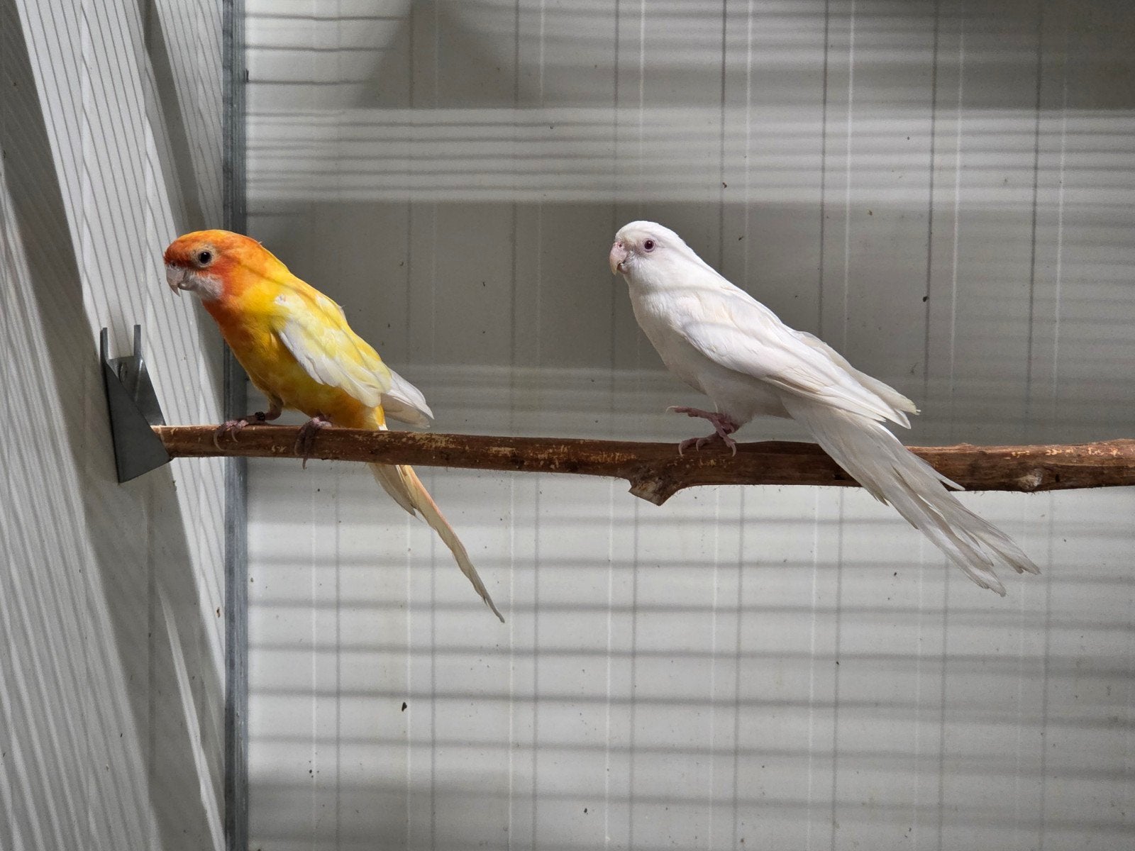 Koppel lutino x albino pennanten, Dieren en Toebehoren, Vogels | Parkieten en Papegaaien, Meerdere dieren, Parkiet