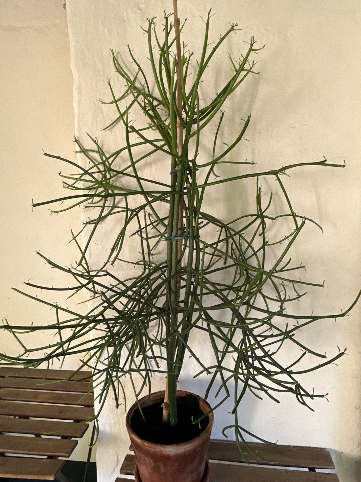 Potloodcactus (Euphorbia tirucalli) - 110cm hoog, Ophalen, Vetplant, 100 tot 150 cm, In pot