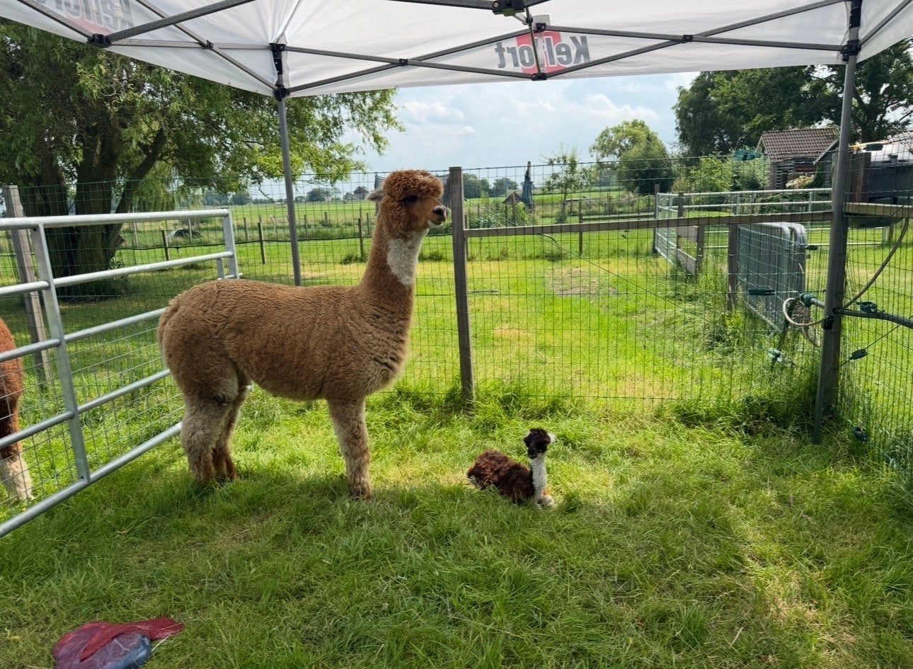Alpaca merrie bont met bont hengstveulen, Dieren en Toebehoren, Juni, Vrouwelijk