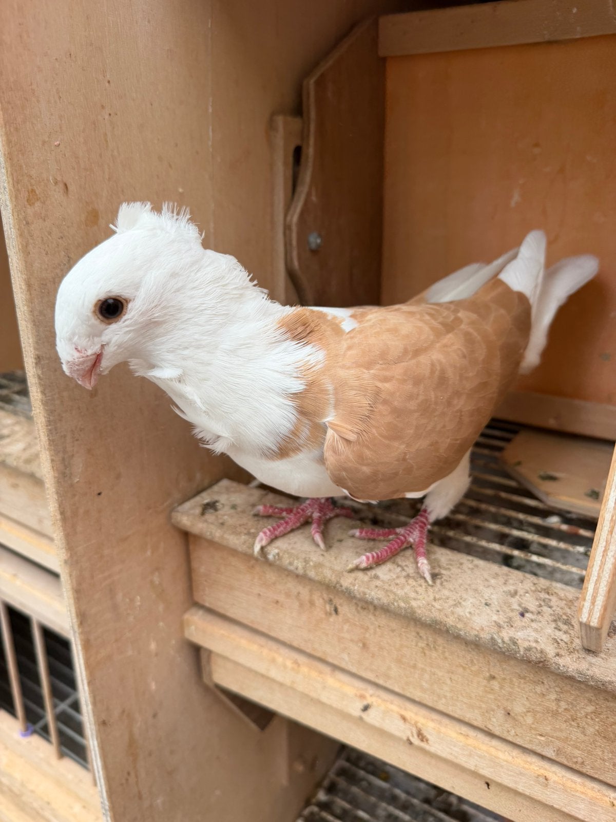 Oud Hollandsche meeuw sierduif duiven duif, Dieren en Toebehoren, Mannelijk, Overige soorten