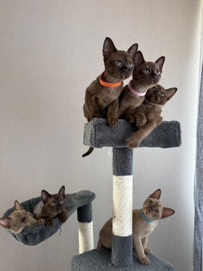 Burmese kittens te koop, Meerdere dieren, Gechipt, 0 tot 2 jaar