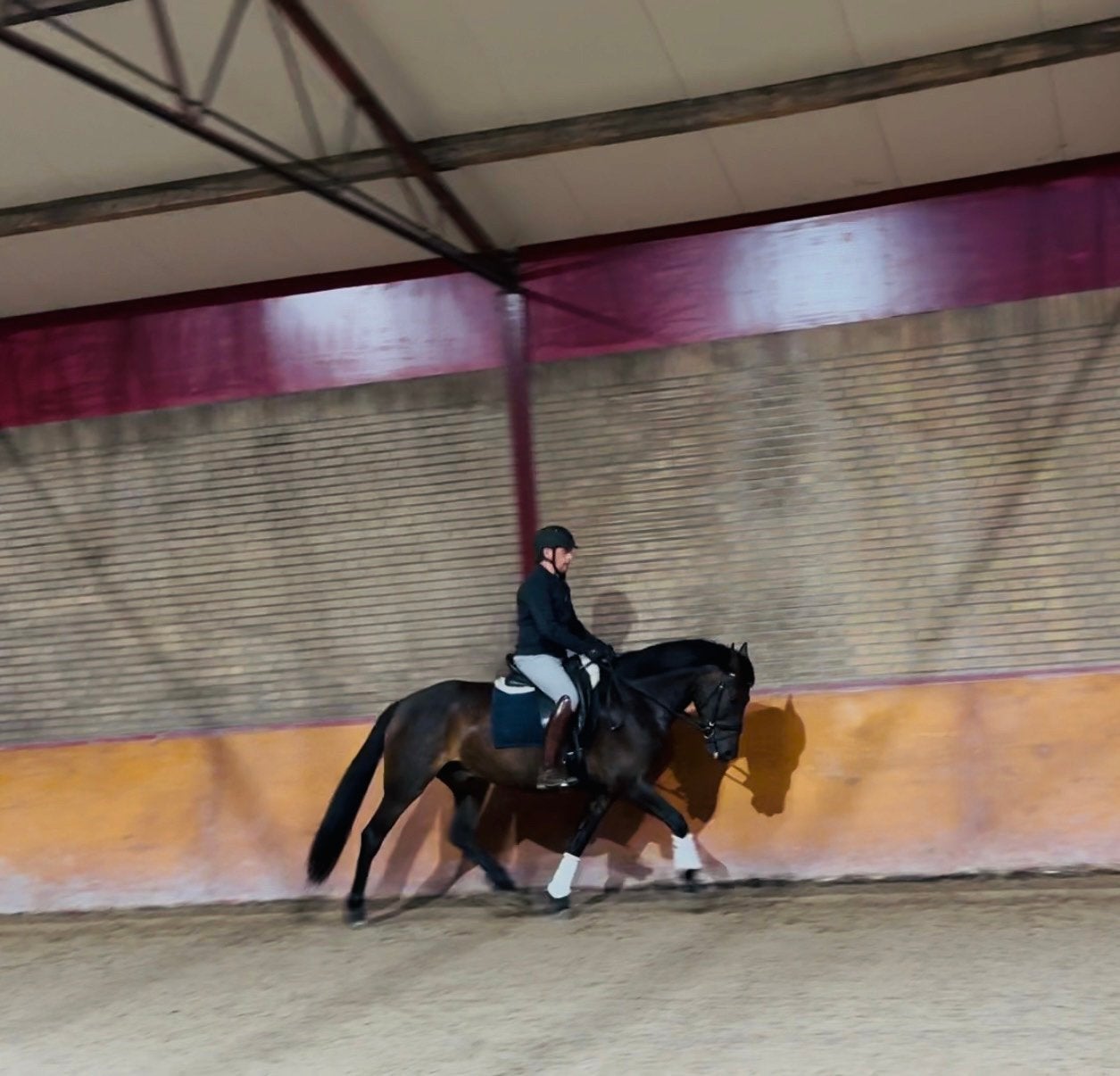 E pony new forest ruin, Ruin, Dressuurpony, 7 tot 10 jaar, Met stamboom