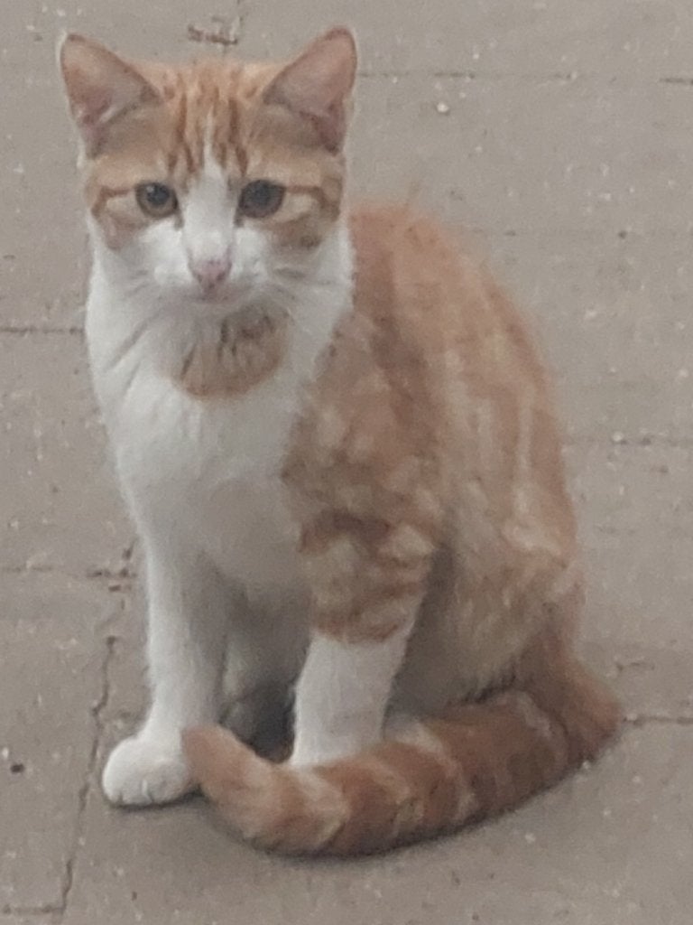 kittens, Dieren en Toebehoren, Meerdere dieren, Kortharig, 0 tot 2 jaar