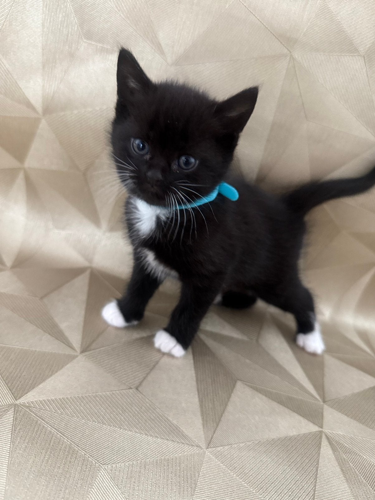 Kruising britse korthaar, Dieren en Toebehoren, Katten en Kittens | Raskatten | Korthaar, Geslacht onbekend, 0 tot 2 jaar, Ontwormd