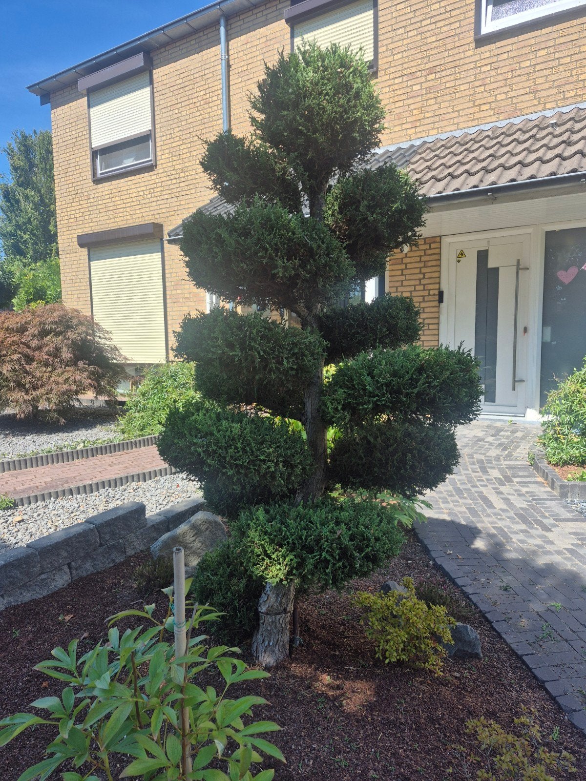 Prachtige Bonsai Conifeer boom voor uw tuin, Bloeit niet, Overige soorten, 100 tot 250 cm, Ophalen