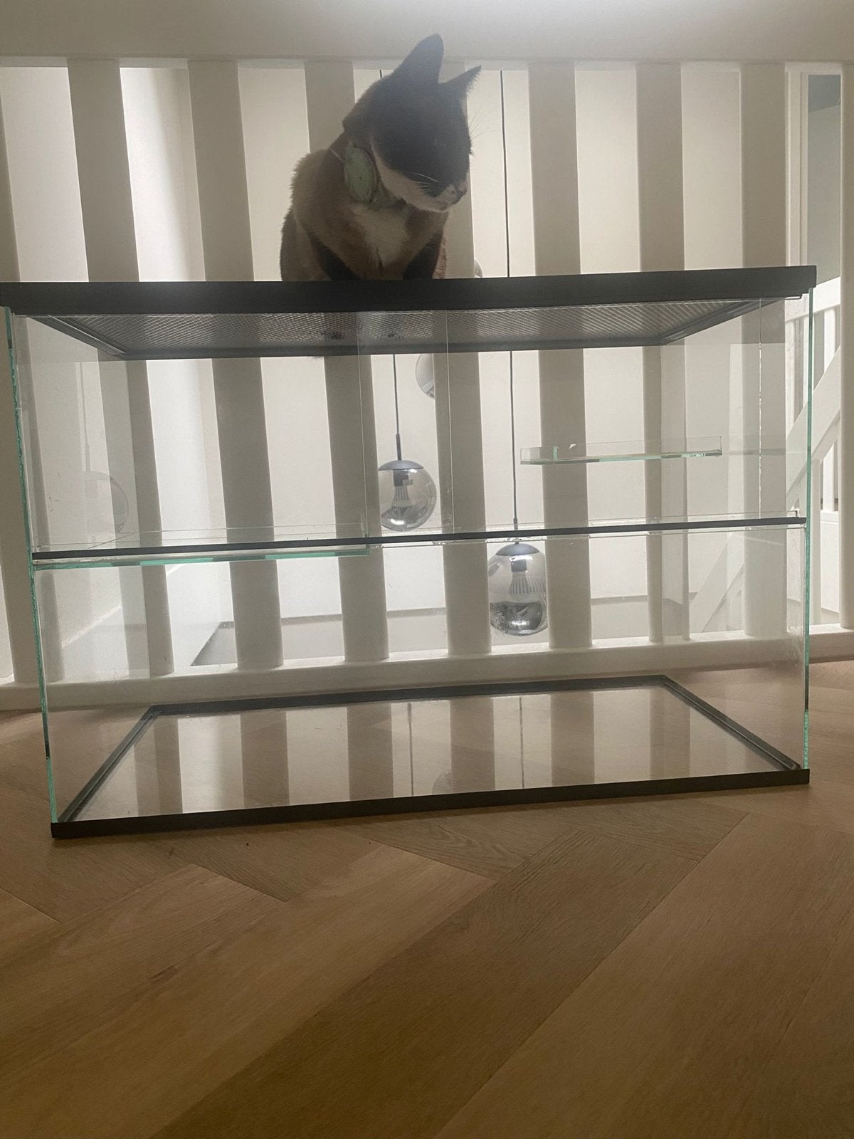 Knaagdier terrarium 75  40  50 cm, Dieren en Toebehoren, Knaagdieren en Konijnen | Hokken en Kooien, Muis, Hok, 75 tot 110 cm
