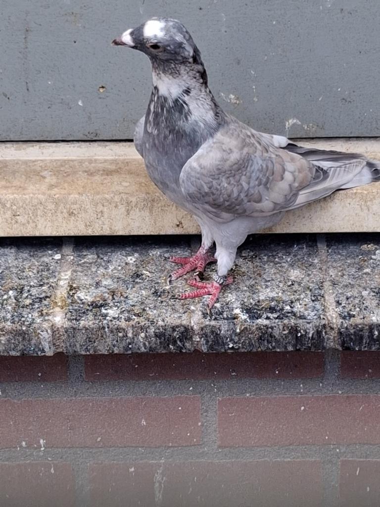 Jonge reduced doffer, Dieren en Toebehoren, Mannelijk, Kropper