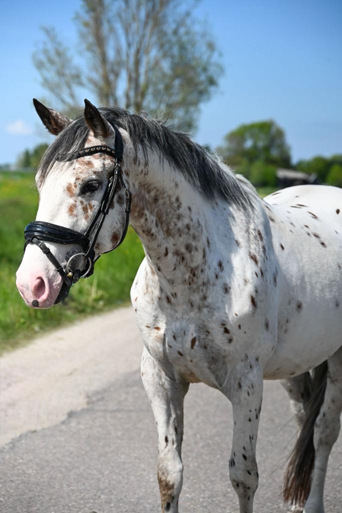Super knappe D pony appaloosa, Dieren en Toebehoren, Pony's, Merrie, 3 tot 6 jaar