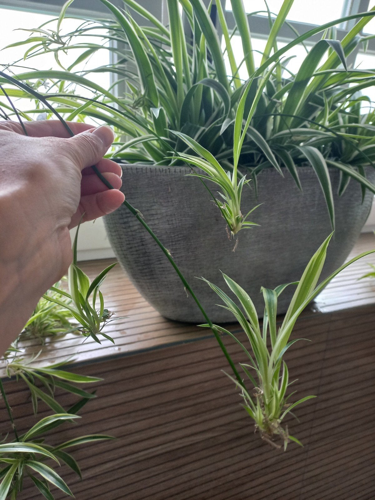 Stekjes Graslelie (Chlorophytum) - plantjes 60ct 10 voor 5, Overige soorten, In pot, Minder dan 100 cm, Groene kamerplant