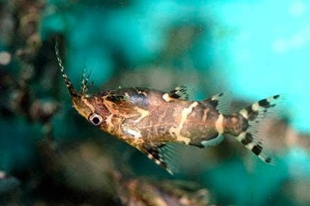 Synodontis Nigriventris, Vis, Zoetwatervis, Schoolvis