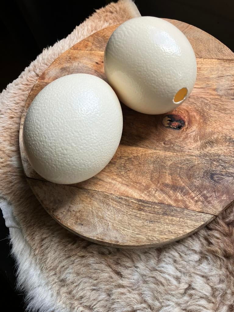 Struisvogel eieren, Ophalen of Verzenden, Zo goed als nieuw