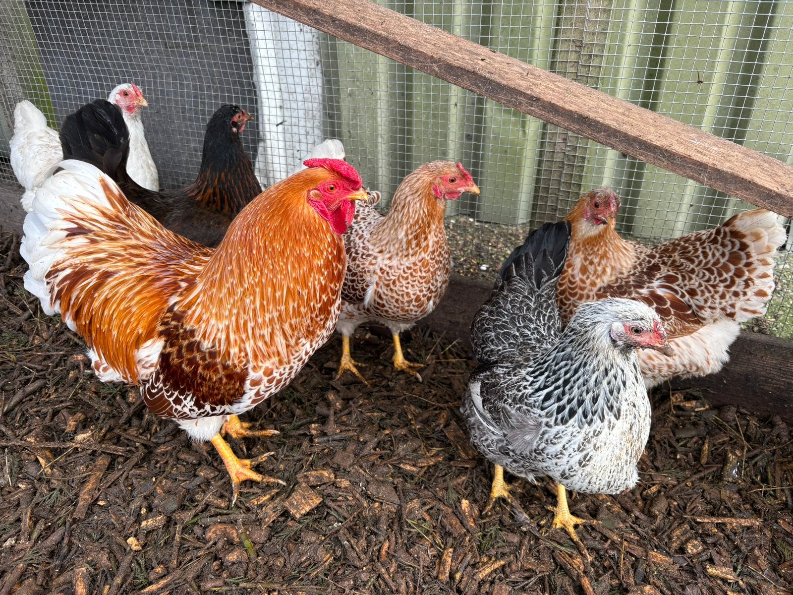 Wyandotte krielen, Dieren en Toebehoren, Pluimvee, Meerdere dieren, Kip