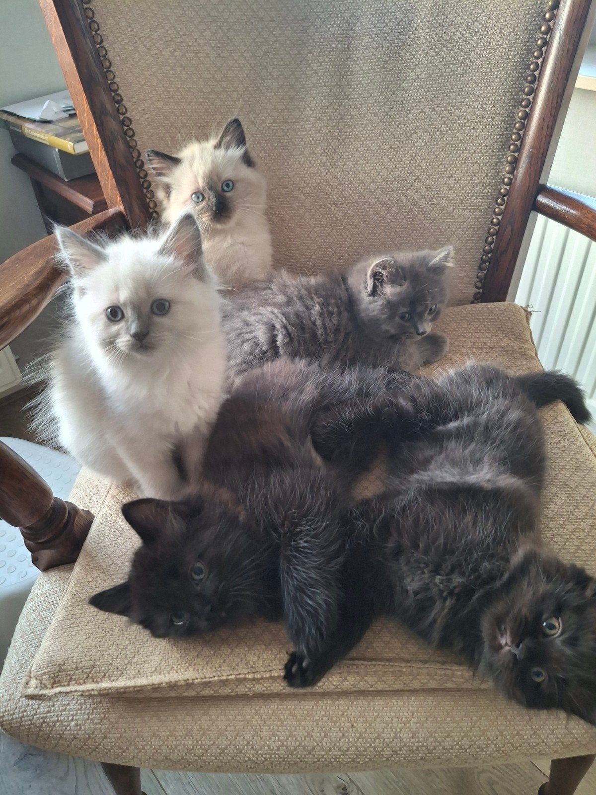 mooie ragdoll kittens, Meerdere dieren, Ontwormd, 0 tot 2 jaar