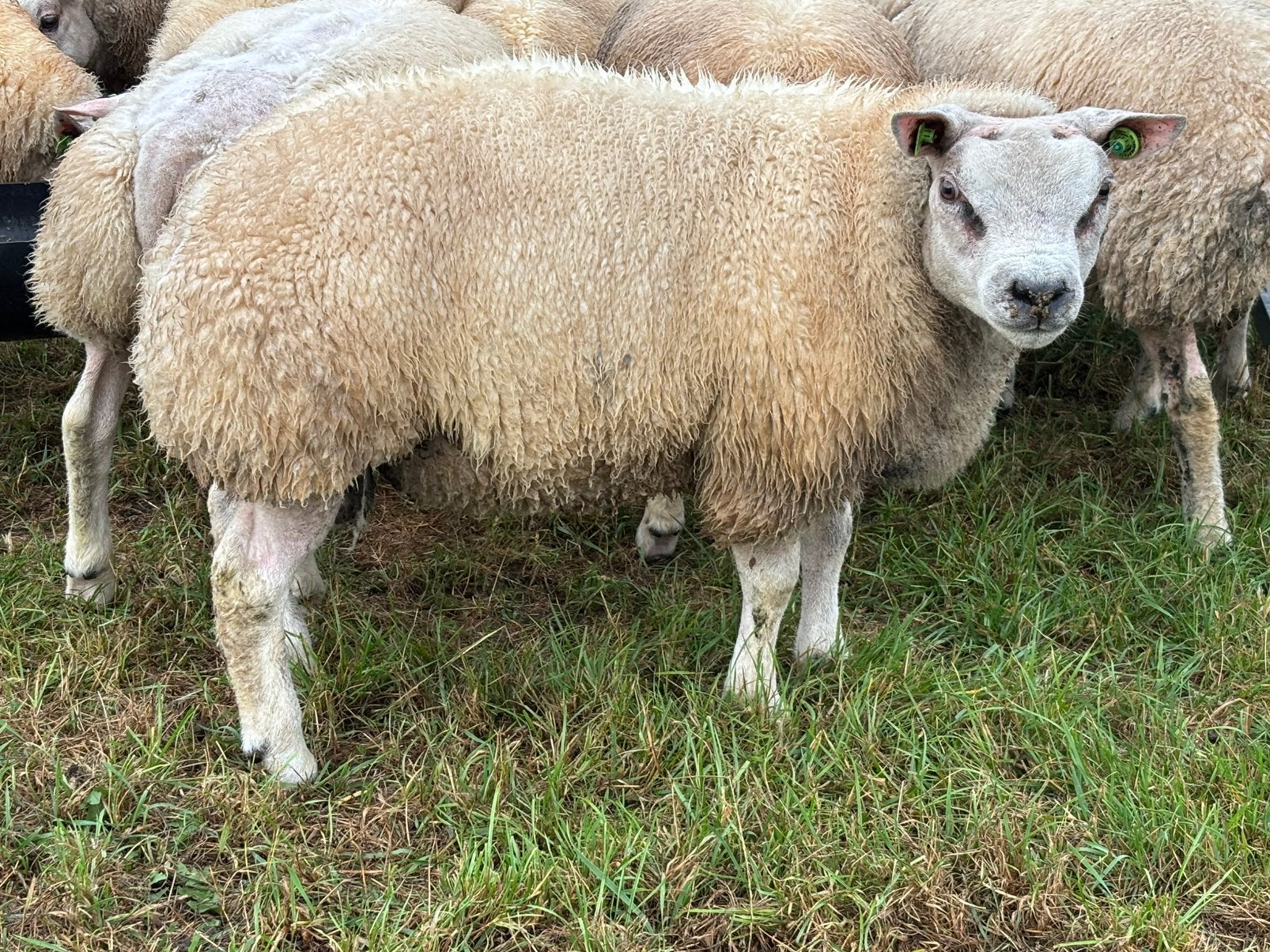 Stamboek texelaars ramlammeren, Dieren en Toebehoren, Schapen, Geiten en Varkens, Mannelijk, Schaap