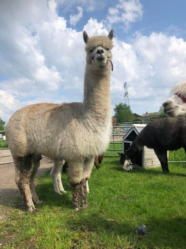 Drachtige bonte alpaca, Mei, Vrouwelijk