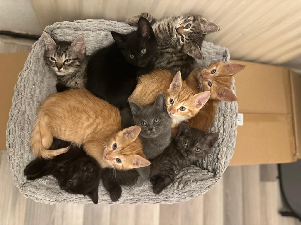 Lieve, sociale kittens te koop ontwormd/ontvlooid mogen mee, Dieren en Toebehoren, Meerdere dieren