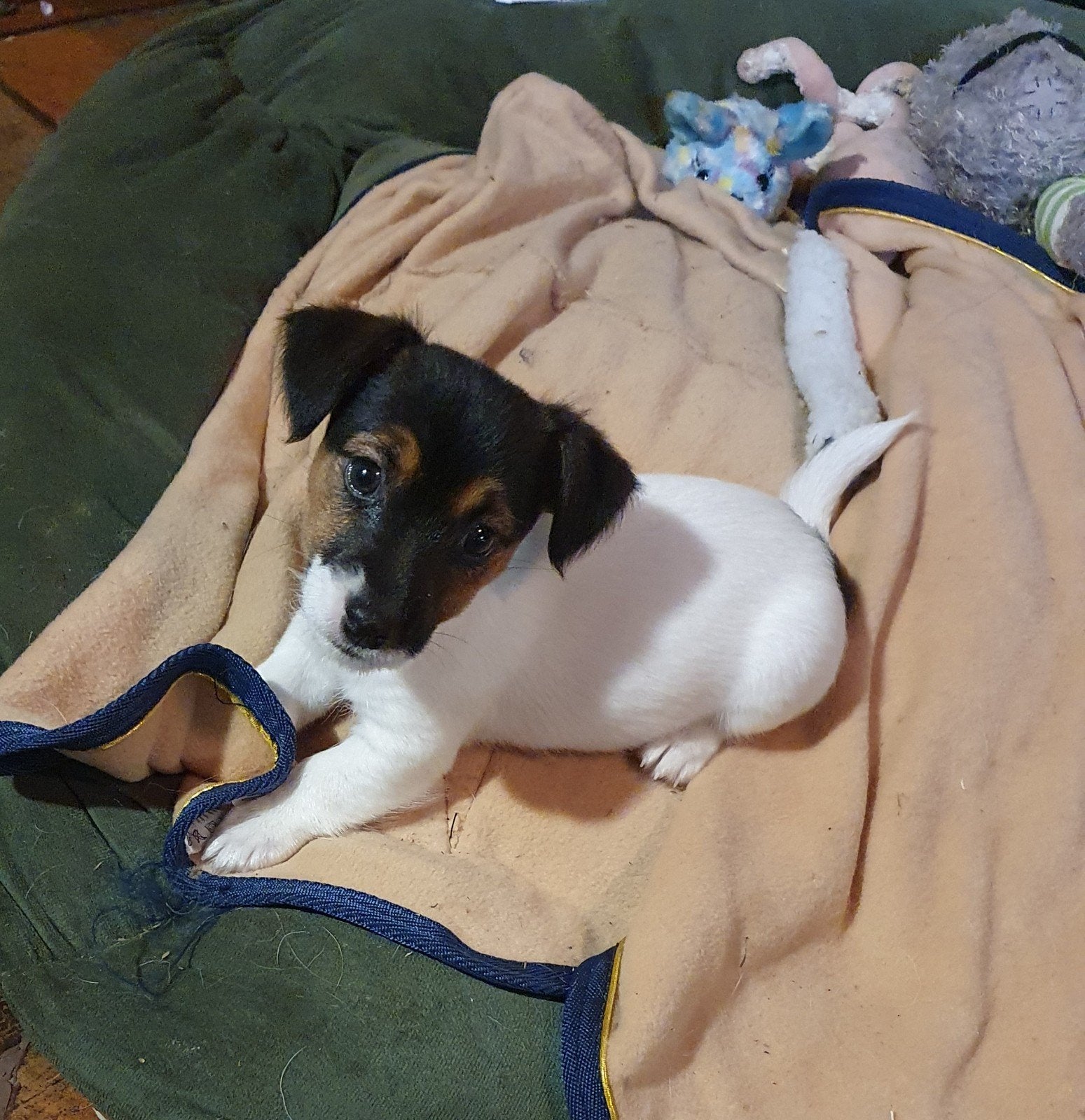 hé. hoe zit dit nu?mijn koffertje staat al gepaktJACK RUSSEL, Jack Russell Terriër, Reu, 8 tot 15 weken, CDV (hondenziekte)