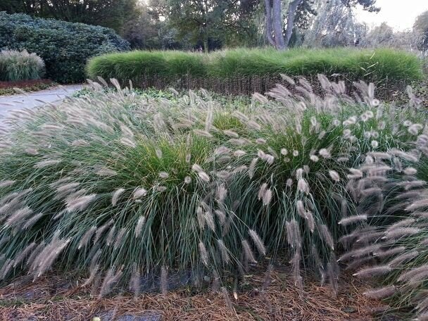 Pennisetum alopecuroides, lampepoetsersgras, siergras, Tuin en Terras, Planten | Tuinplanten, Ophalen, Vaste plant, Siergrassen