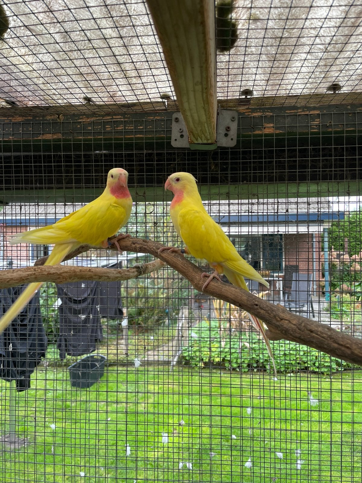 Princes of Wales, Dieren en Toebehoren, Meerdere dieren, Parkiet