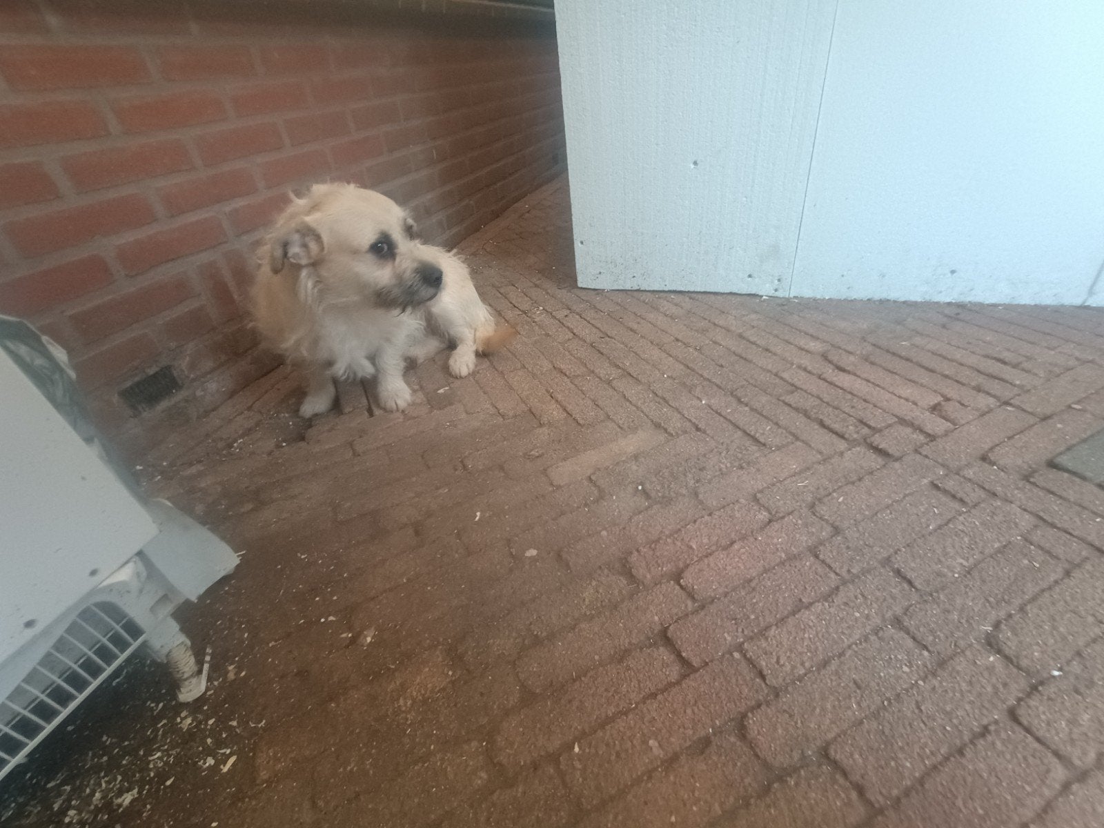 Te koop lieve hond luna, Jack Russell Terriër, 1 tot 2 jaar, Teef, Parvo
