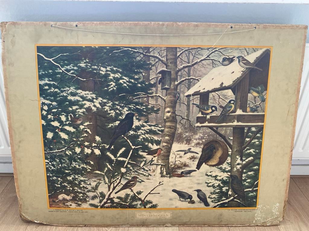 Vintage Schoolplaat Wintervogels - J.B. Wolters, Ophalen