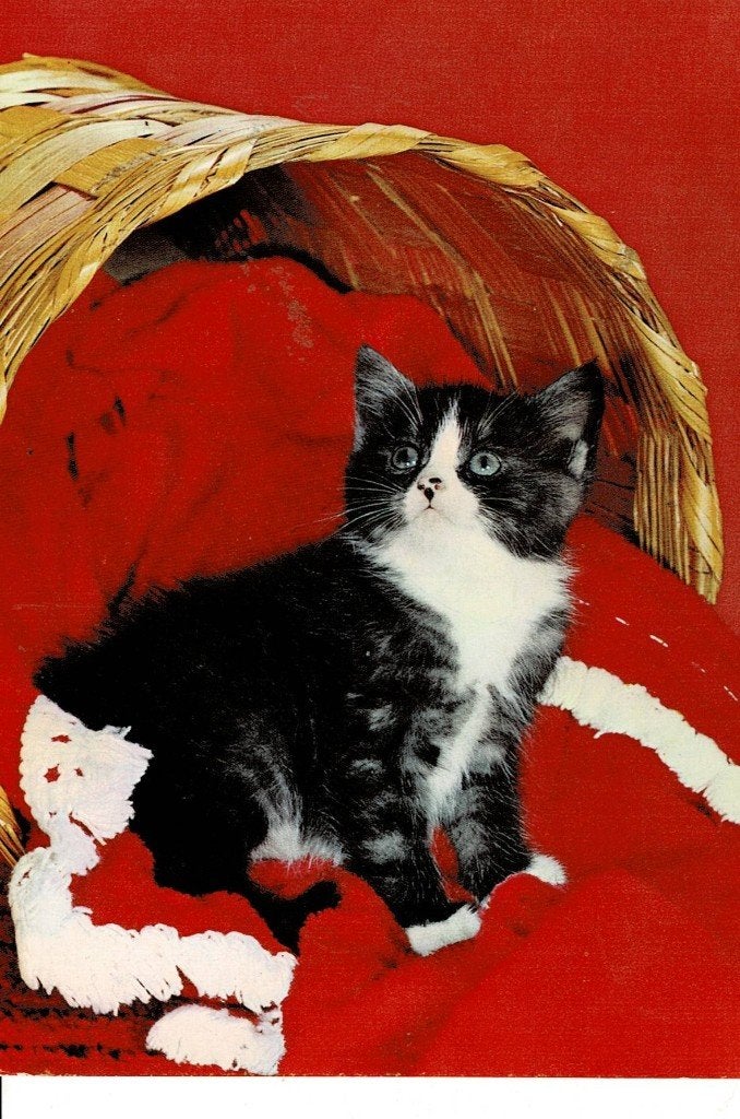 Poes, Ophalen of Verzenden, 1940 tot 1960, Ongelopen, Hond of Kat