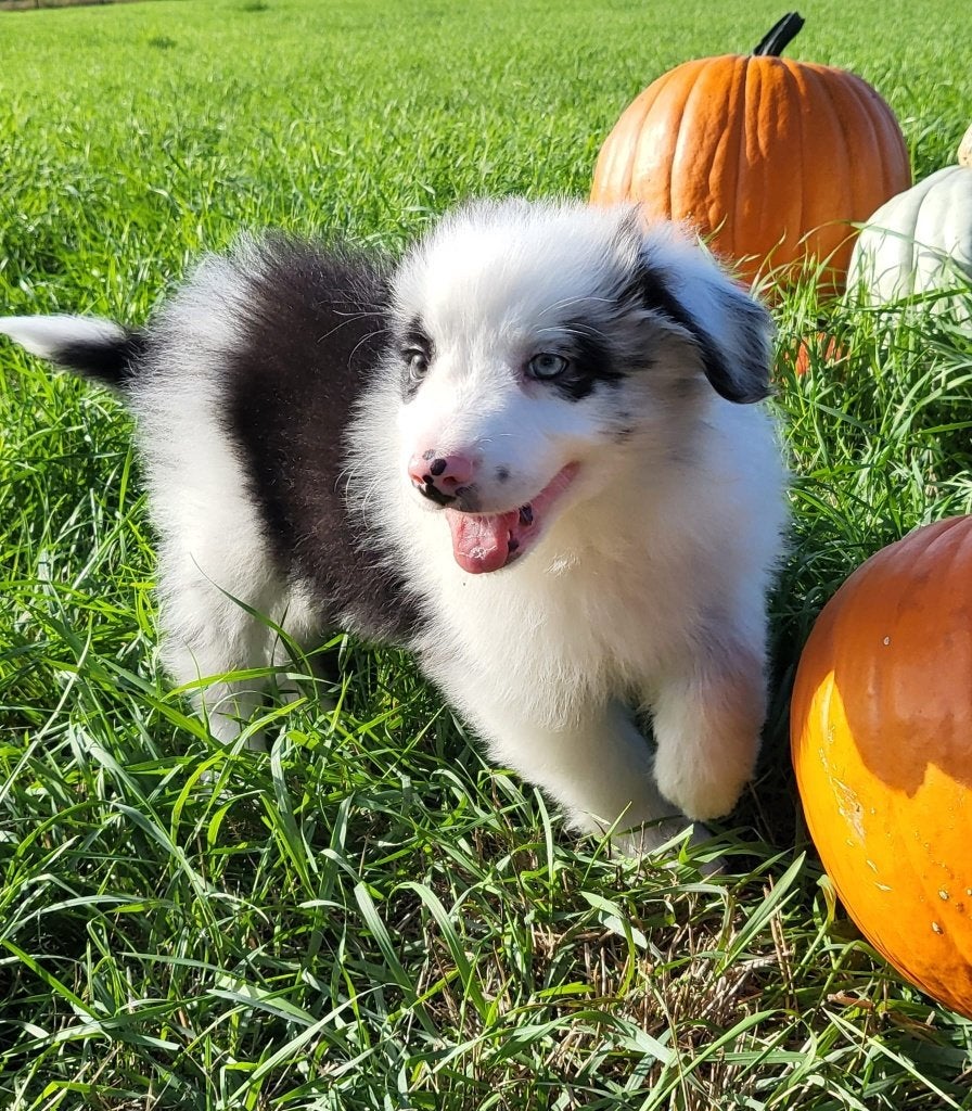 Australische herder pup / Australian Shepherd / Aussi pup, België, Reu, 8 tot 15 weken, Eén hond