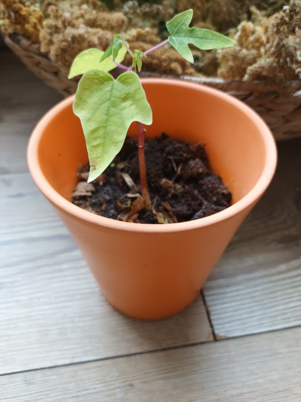 Jonge Papaya Kamerplant - Exotische Fruitplant, Fruitplant, Ophalen of Verzenden, In pot, Minder dan 100 cm