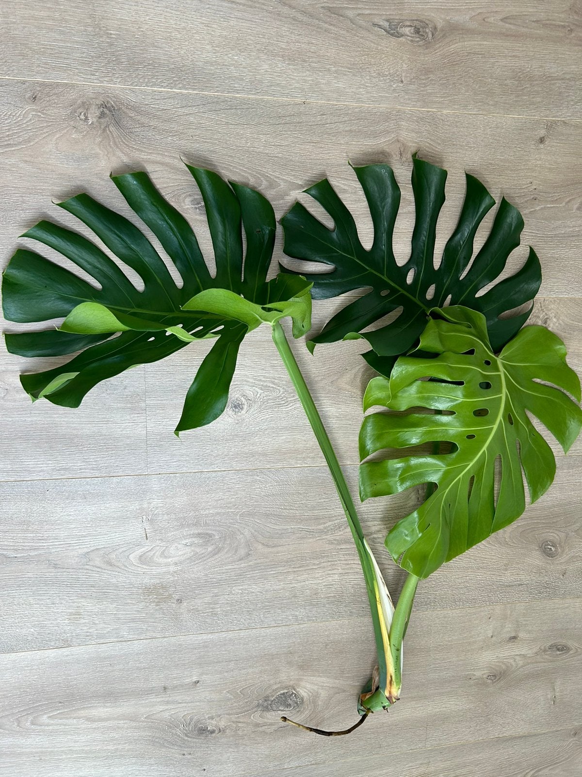 Monstera Deliciosa Top Cuttings - €10 Each, Ophalen, Halfschaduw, Minder dan 100 cm
