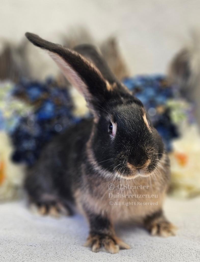 De ECHTE Duitse reuzen Rambo junior bloedlijn., Dieren en Toebehoren, Konijnen, Meerdere dieren, Groot, 0 tot 2 jaar