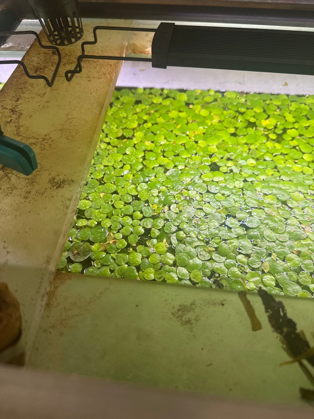 Drijfplantjes / aquariumplantjes, Ophalen, Nieuw, Plant(en), Steen of Hout