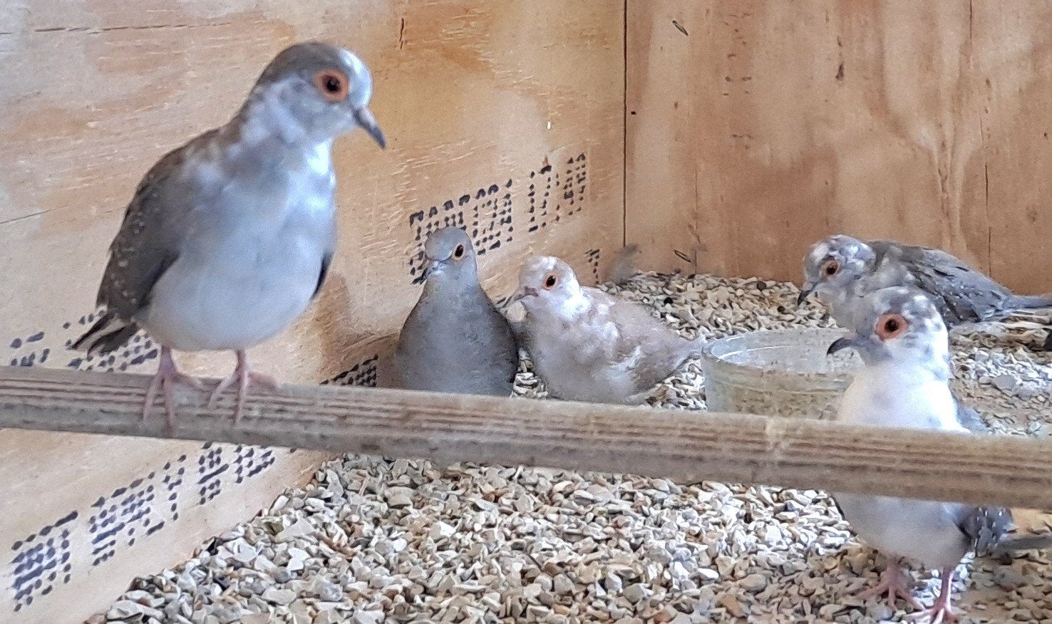 bonte diamant duifjes, Dieren en Toebehoren