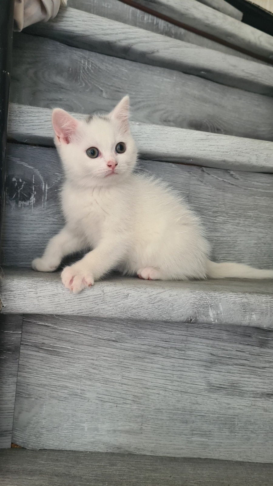 katten Britse vader en Ragdol moder, Dieren en Toebehoren, Meerdere dieren