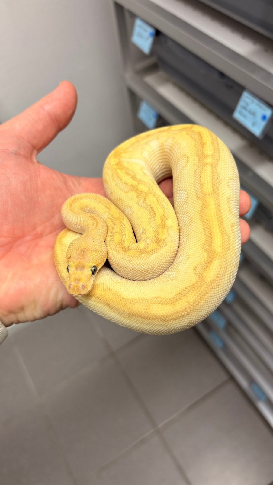 0.1 pastel fire butter clown ball python, Dieren en Toebehoren, Reptielen en Amfibieën, Slang, 0 tot 2 jaar