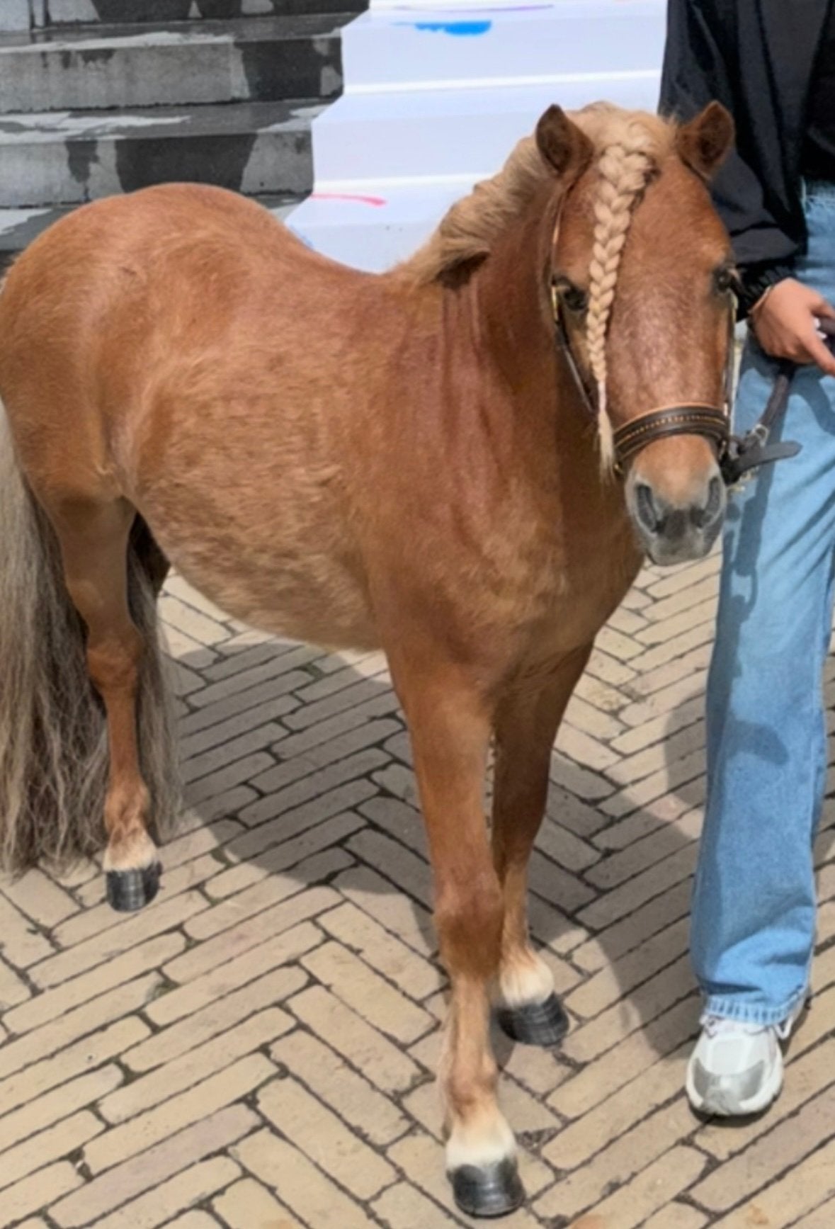 Prachtig 3 jarig hengstje, Hengst