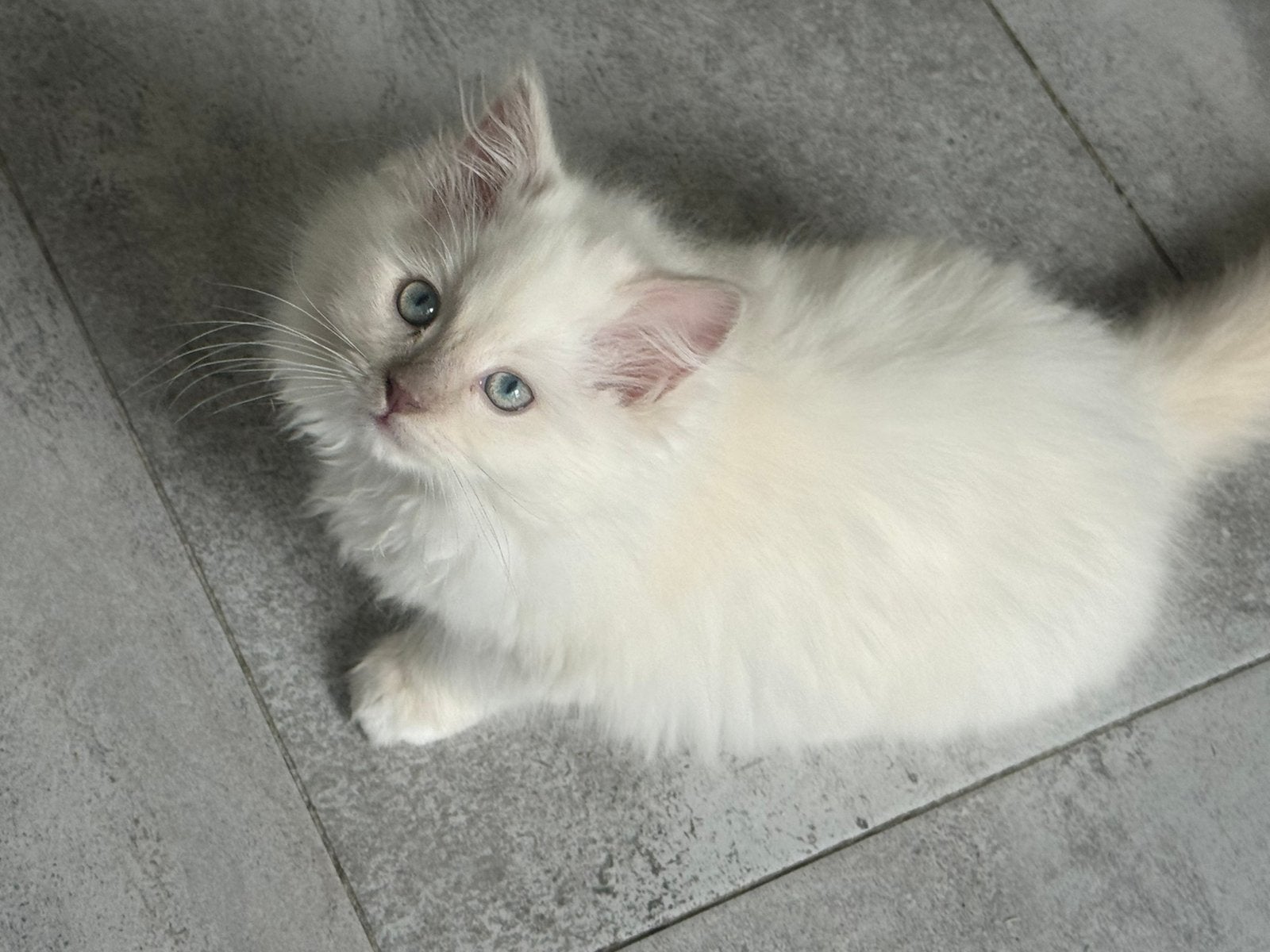 Laatste Huiselijk ragdoll kitten met stamboom mag verhuizen!, Meerdere dieren, Met stamboom, 0 tot 2 jaar