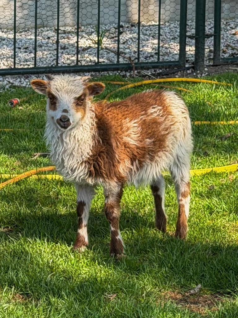 Skudde ram lammeren, Mannelijk, Schaap, 0 tot 2 jaar